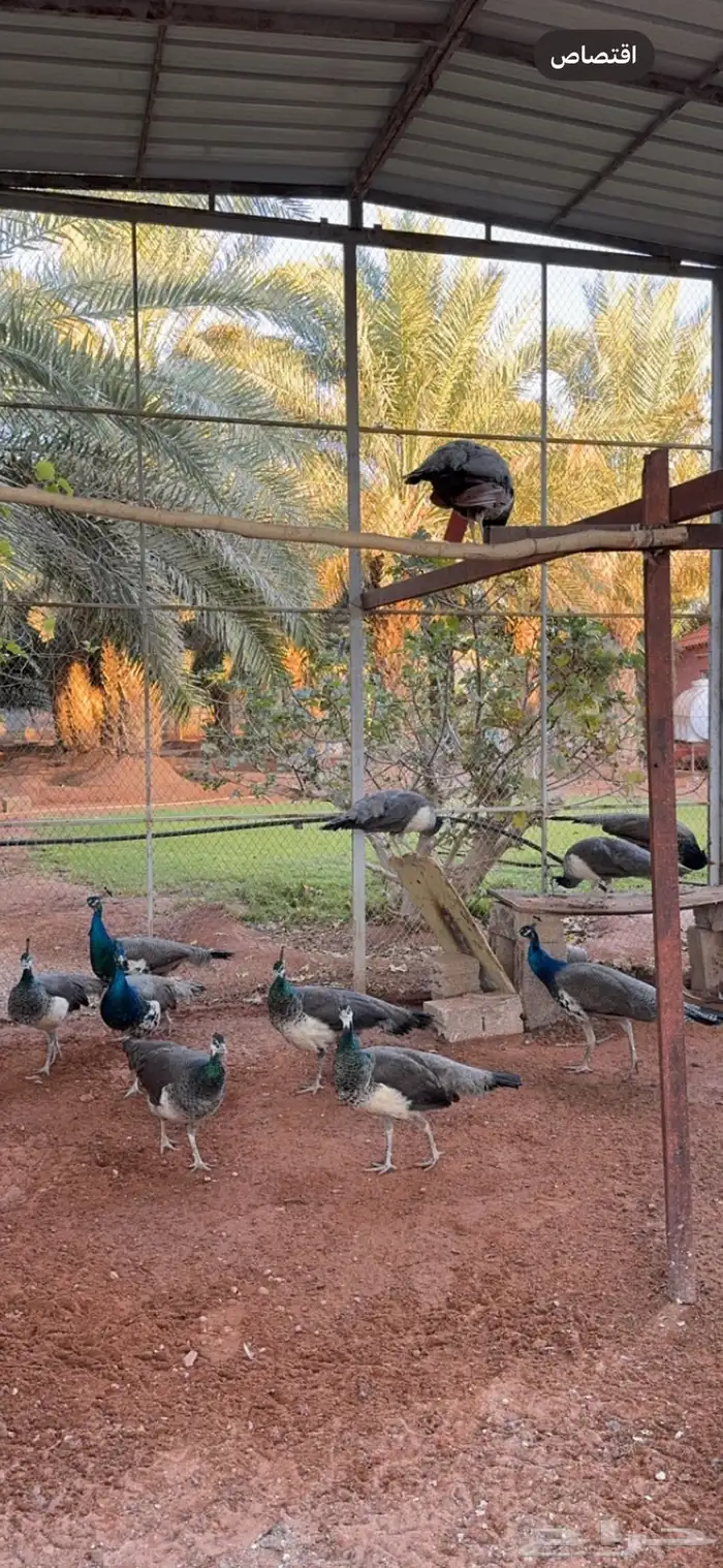 فروخ طاؤوس طاووس 0