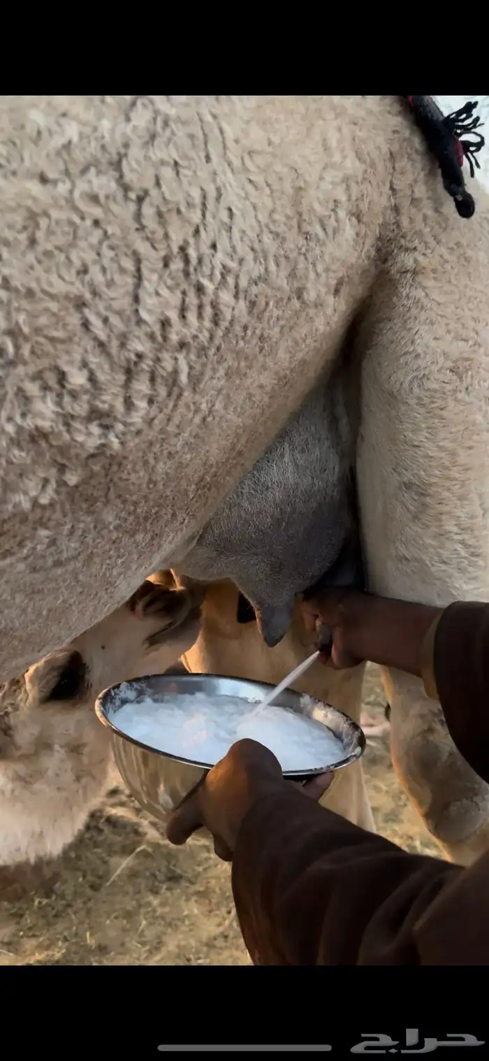 خلفه بكر طيبه جدا حليب وهداوه وزين ياهل الزين 2