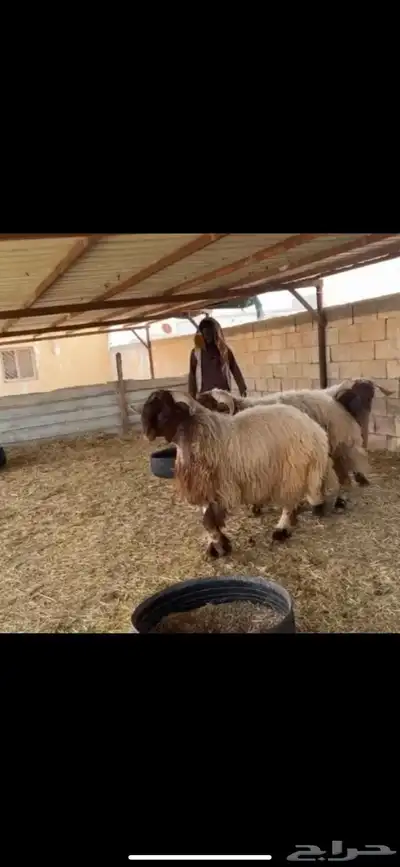 فحول جدعان صنف 5