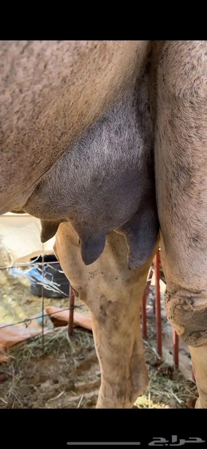خلفه بكر طيبه جدا حليب وهداوه وزين ياهل الزين 8