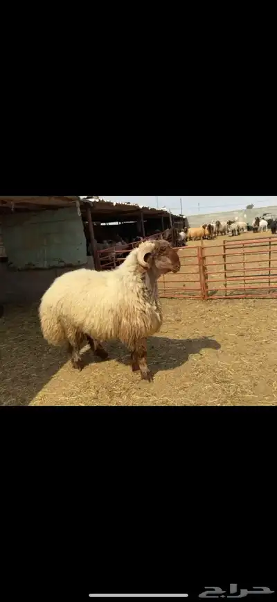 فحول جدعان صنف 1