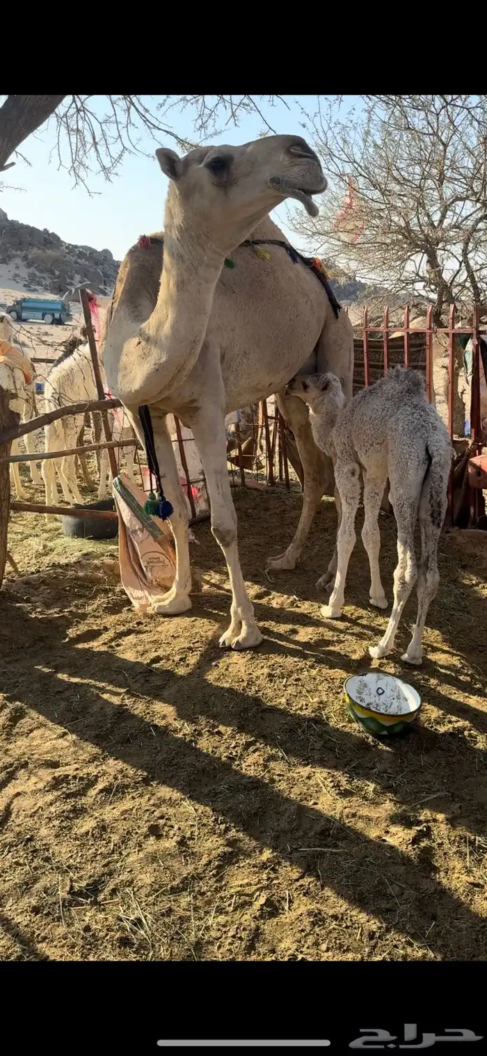 خلفه بكر طيبه جدا حليب وهداوه وزين ياهل الزين 3