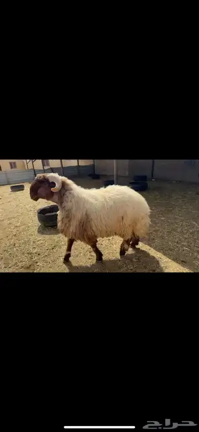 فحول جدعان صنف 4