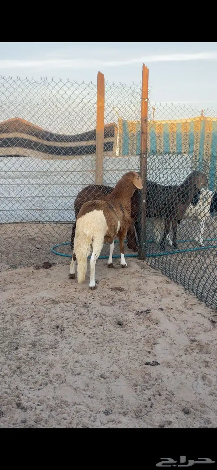 ذبايح سواكني مع الصلخ والتوصيل 5