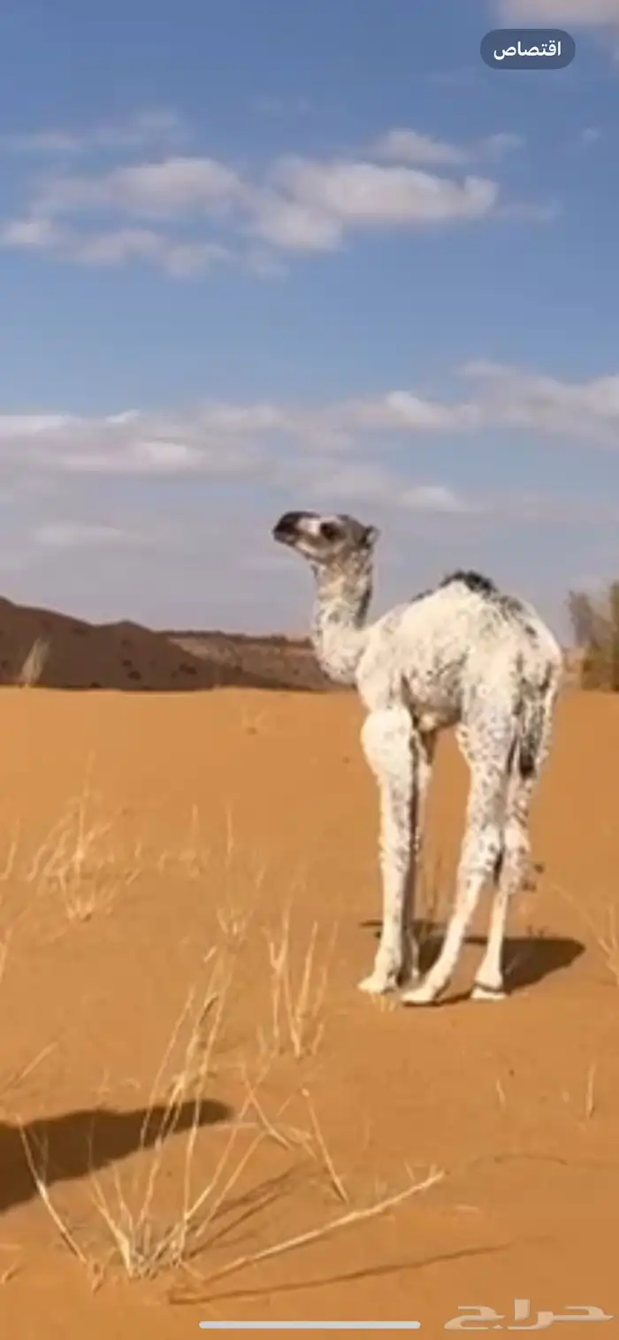 بكره بنت هداج بعير خالد الثقفي 0