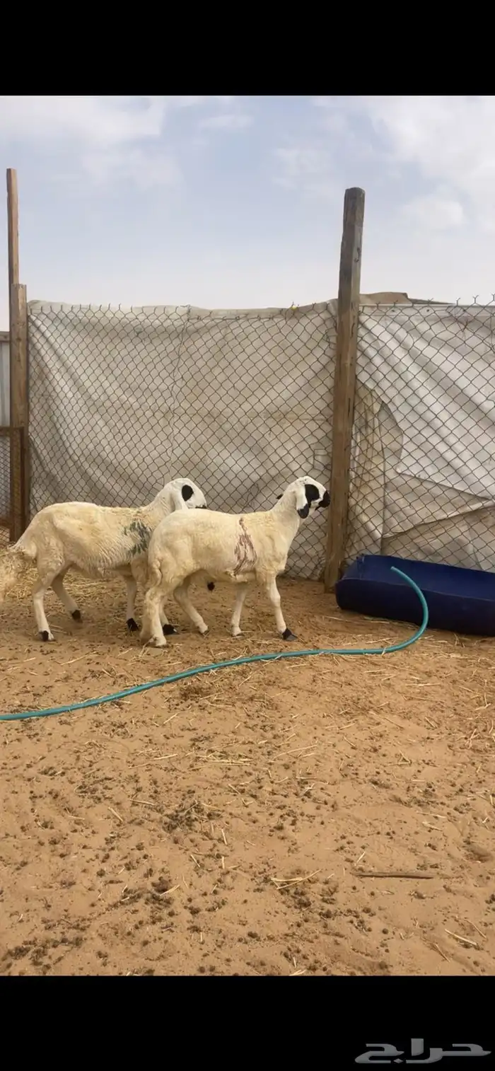 ذبايح سواكني مع الصلخ والتوصيل 4