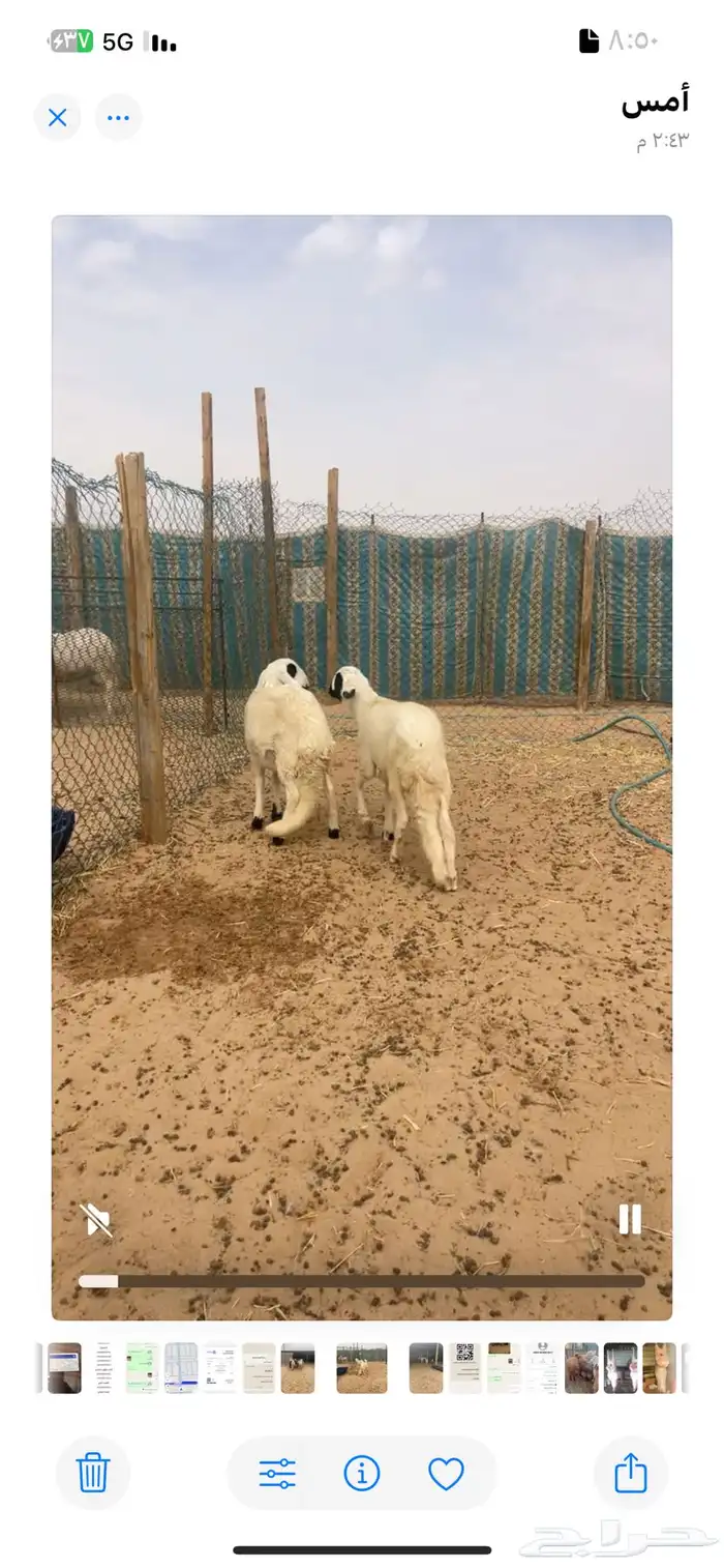 ذبايح سواكني مع الصلخ والتوصيل 2