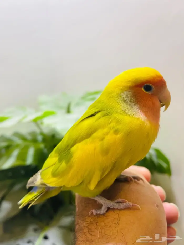 روز اليف 0