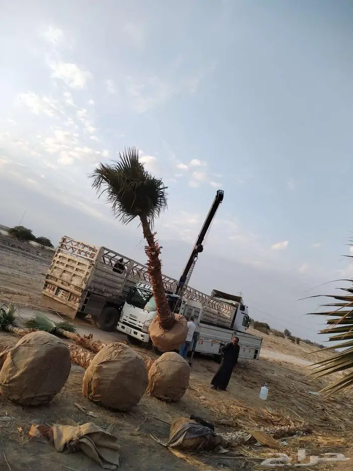 نخل واشنطني زينه للبيع 3