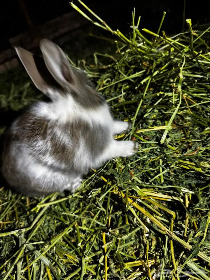 ارانب للبيع 9