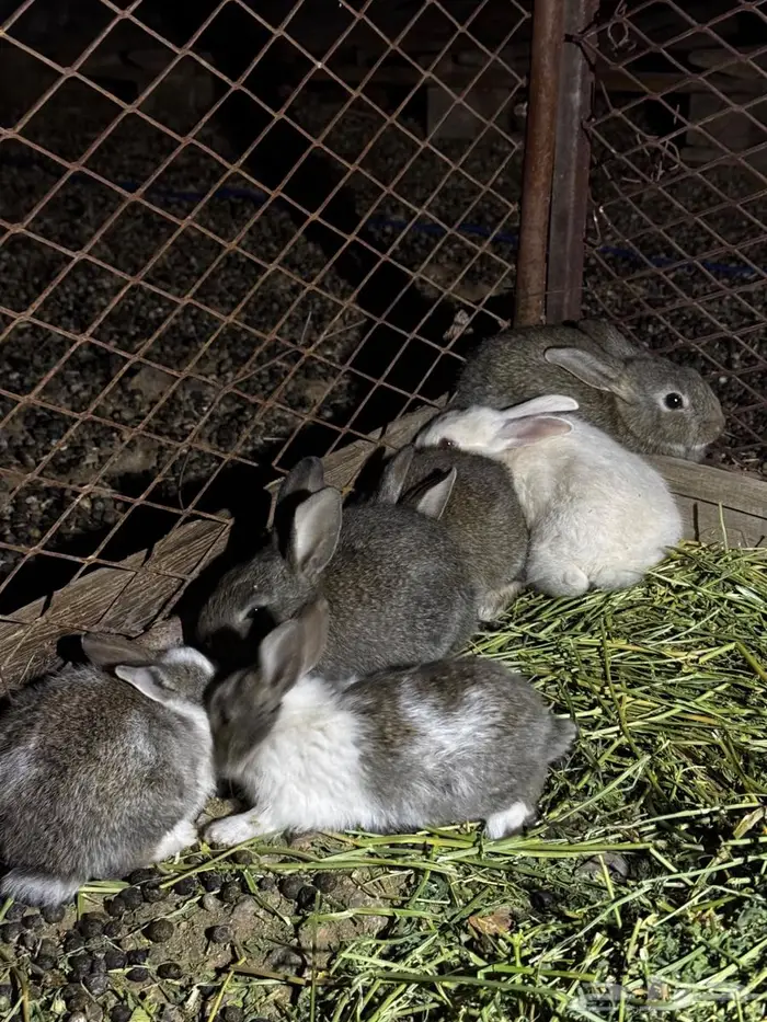 ارانب للبيع 7