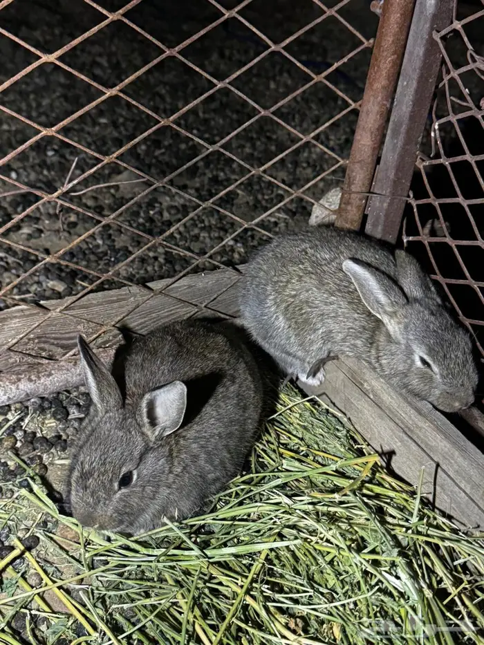 ارانب للبيع 0