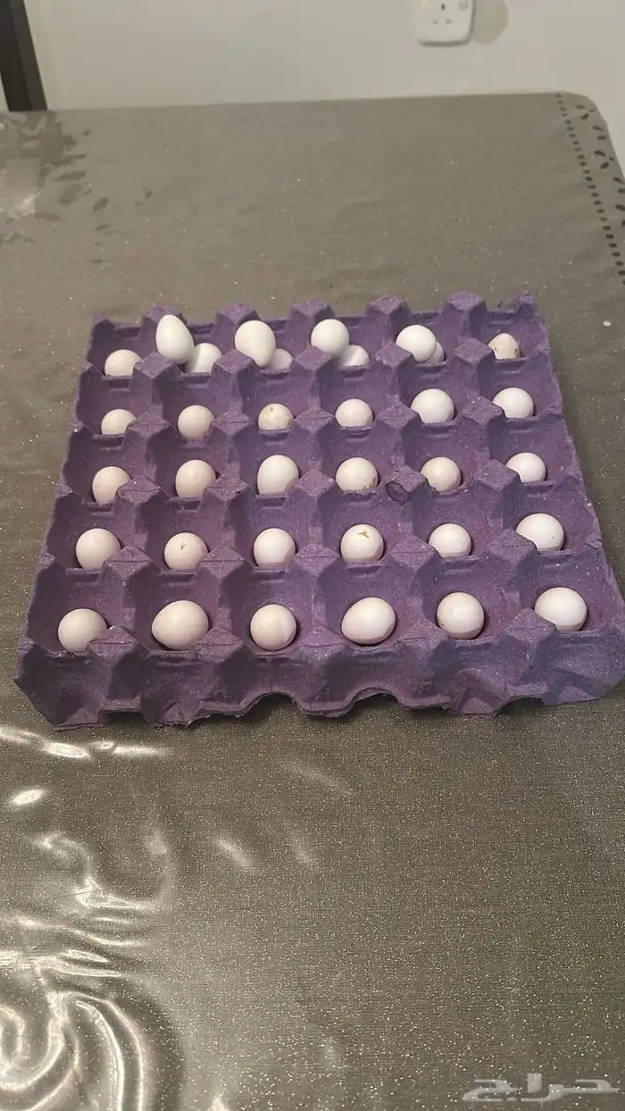 طبق بيض بوب وايت سمان أمريكي 0