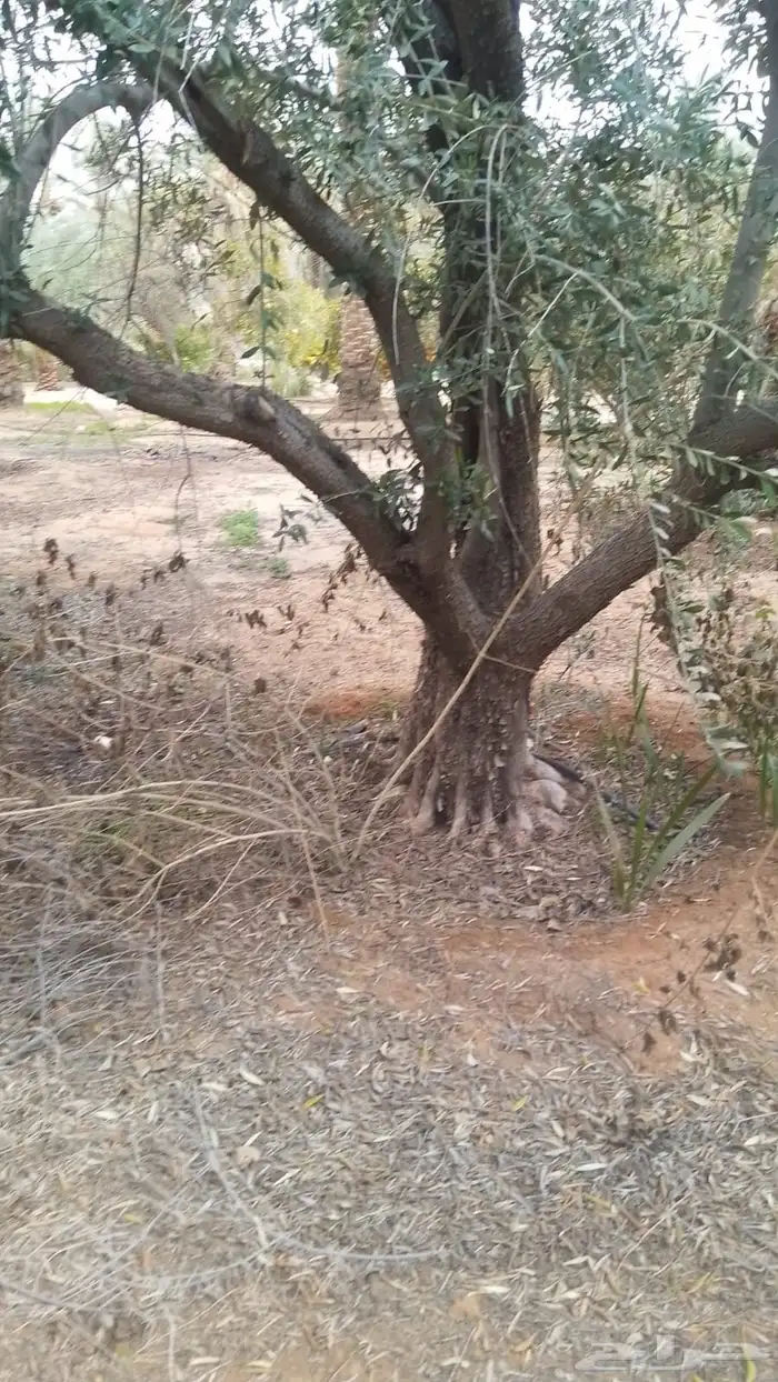 اشجار زيتون وسدر ونخل وجميع انوع الاشجار في الرياض 12