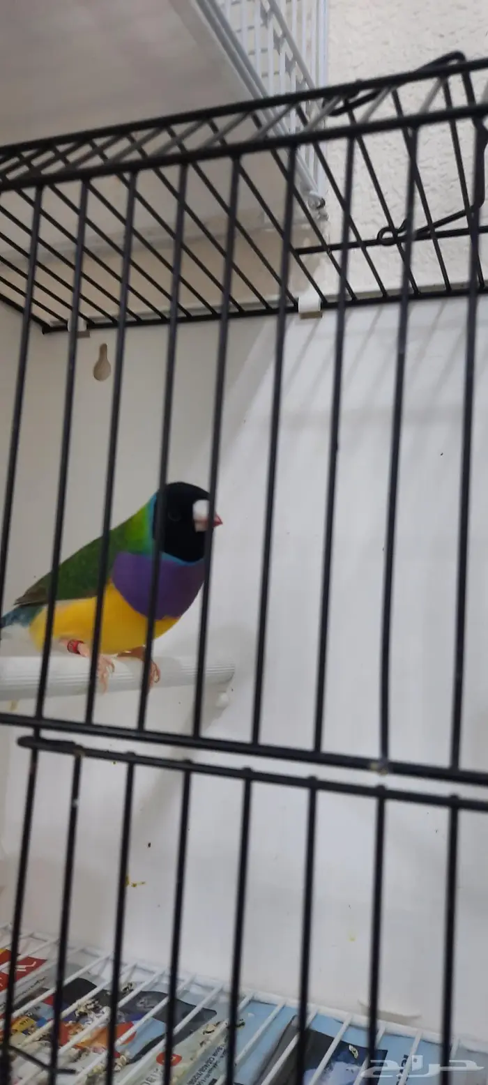 قولدين فنش ذكر تم البيع 1