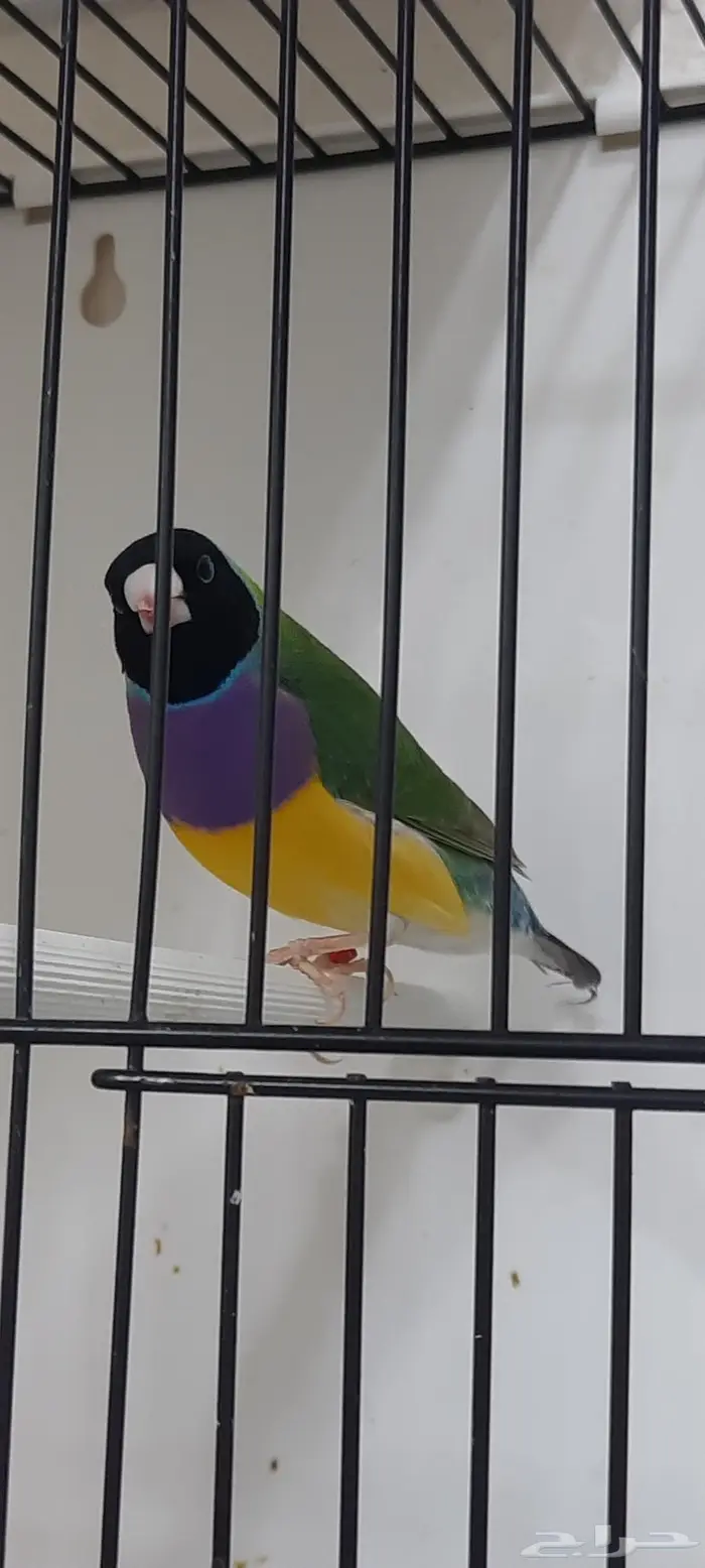 قولدين فنش ذكر تم البيع 0