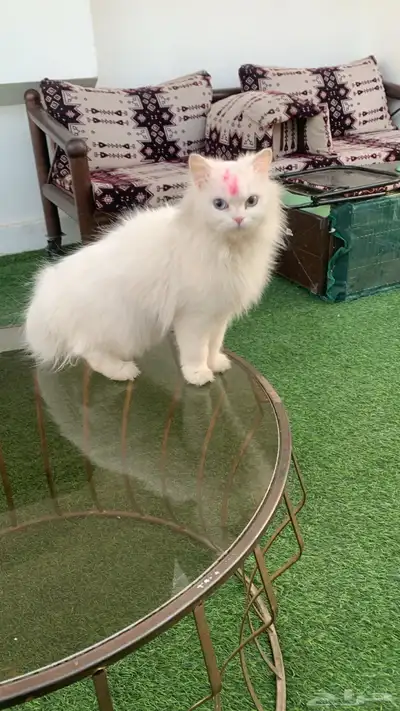 قطه 4