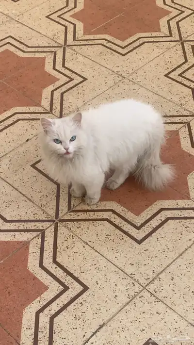 قطه 0
