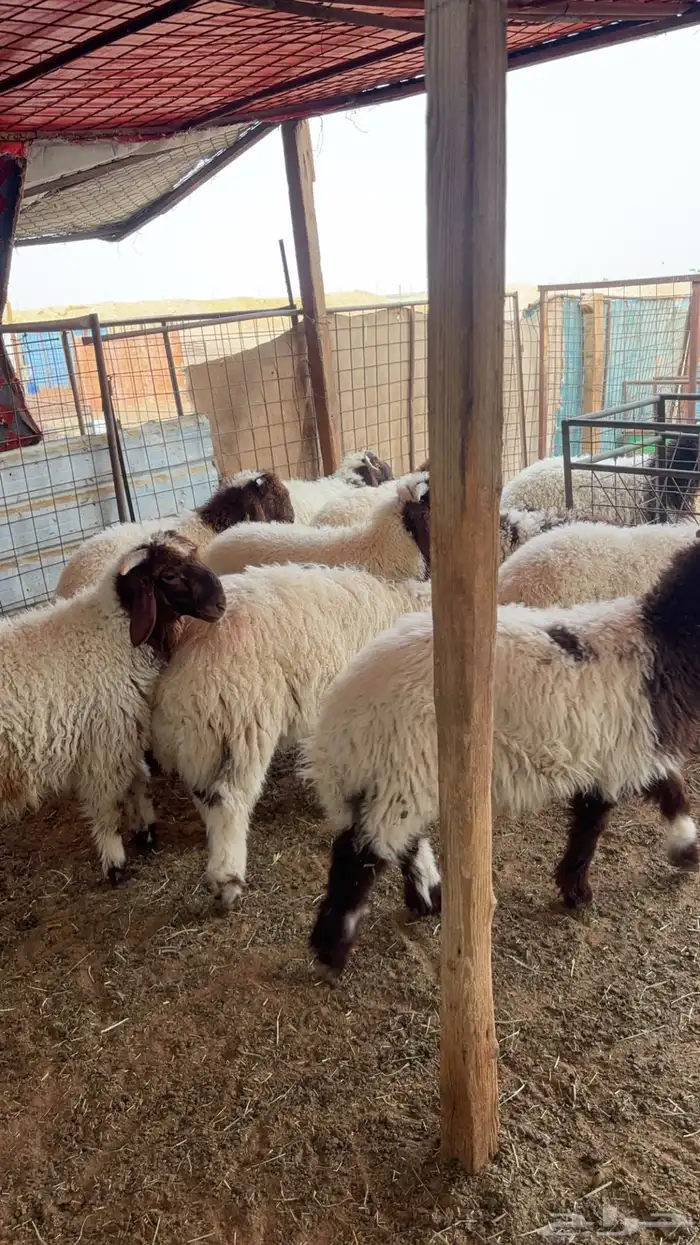 هرافا خرفان نعيم 1