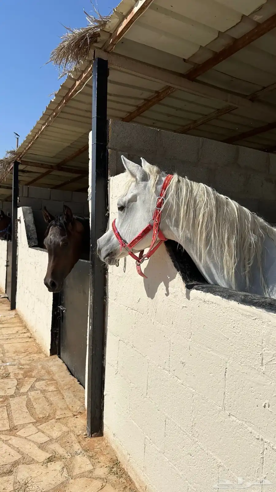 خيل 0