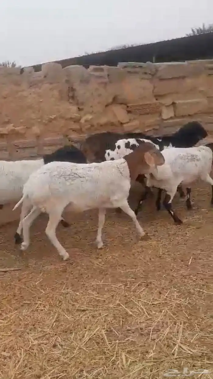 برابر بلدي إنتاج المزرعة بربري نجدي ذبايح 6