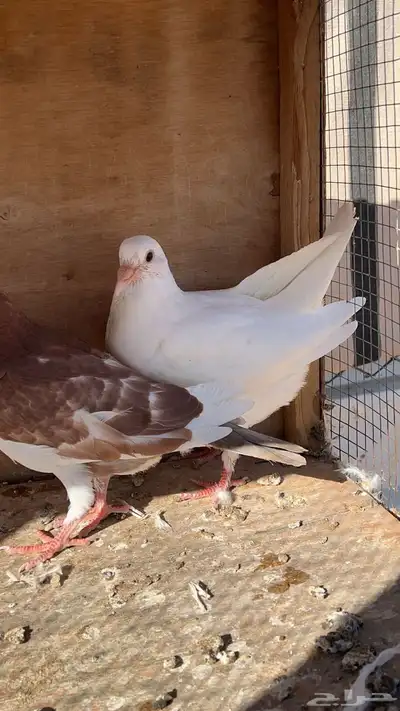 زغاليل فرنسي و هندي 16