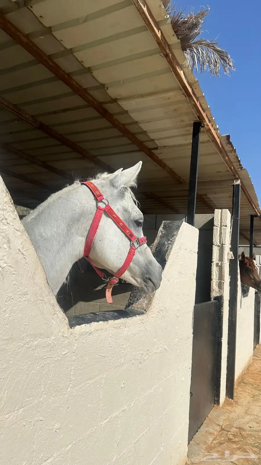 خيل 1