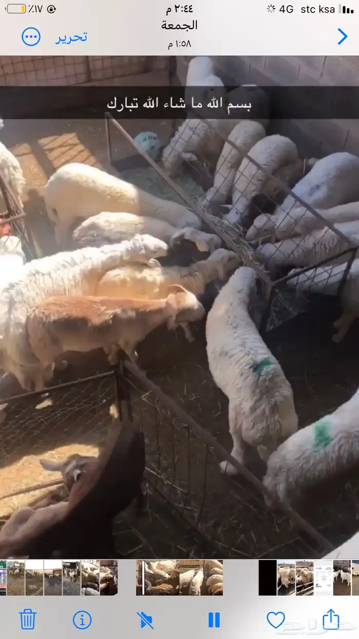 يوجد لدينا ذبايح حري نعيم سواكن 2
