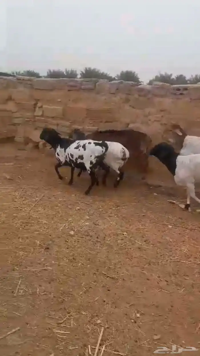 برابر بلدي إنتاج المزرعة بربري نجدي ذبايح 9