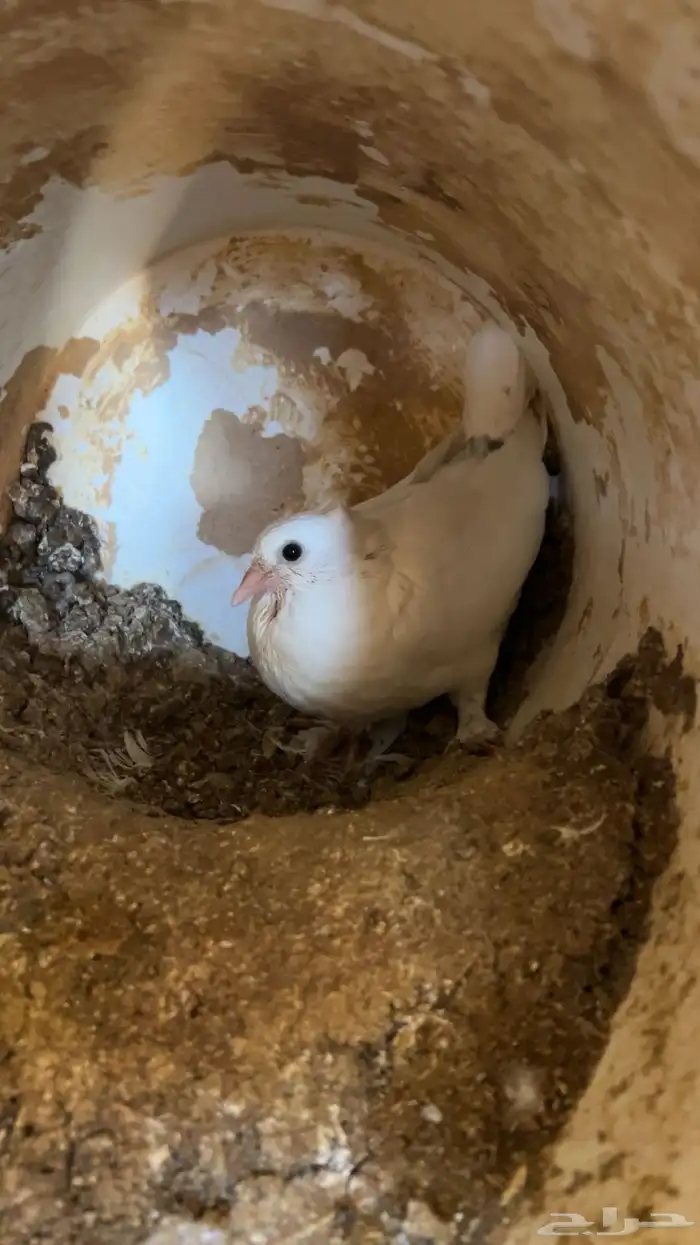 زغاليل فرنسي و هندي 5