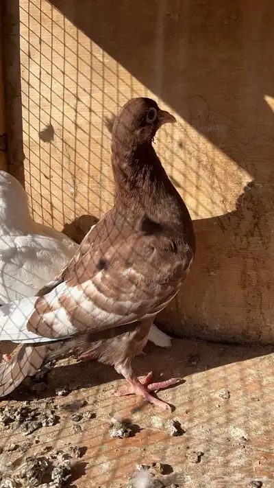 زغاليل فرنسي و هندي 11