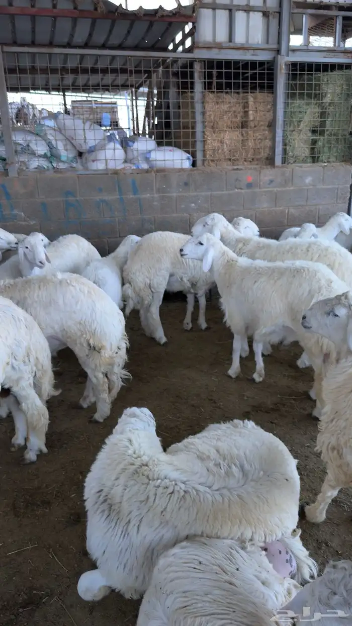 غنم ذبايح طليان 4
