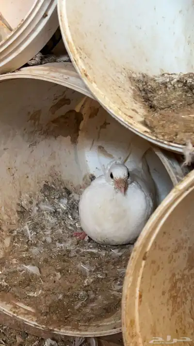زغاليل فرنسي و هندي 2