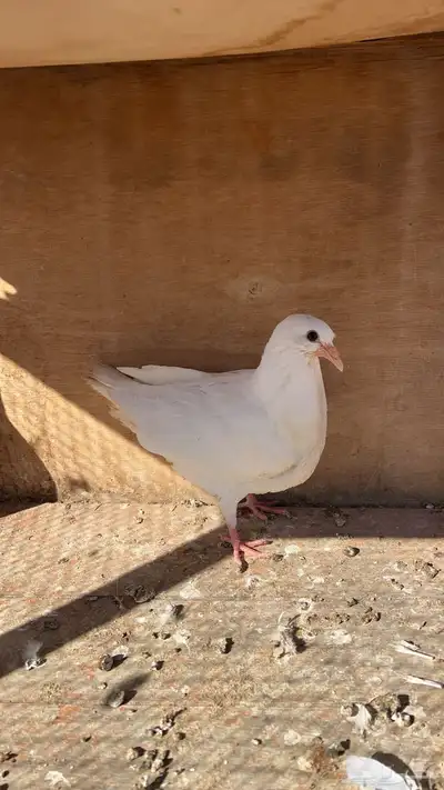 زغاليل فرنسي و هندي 10