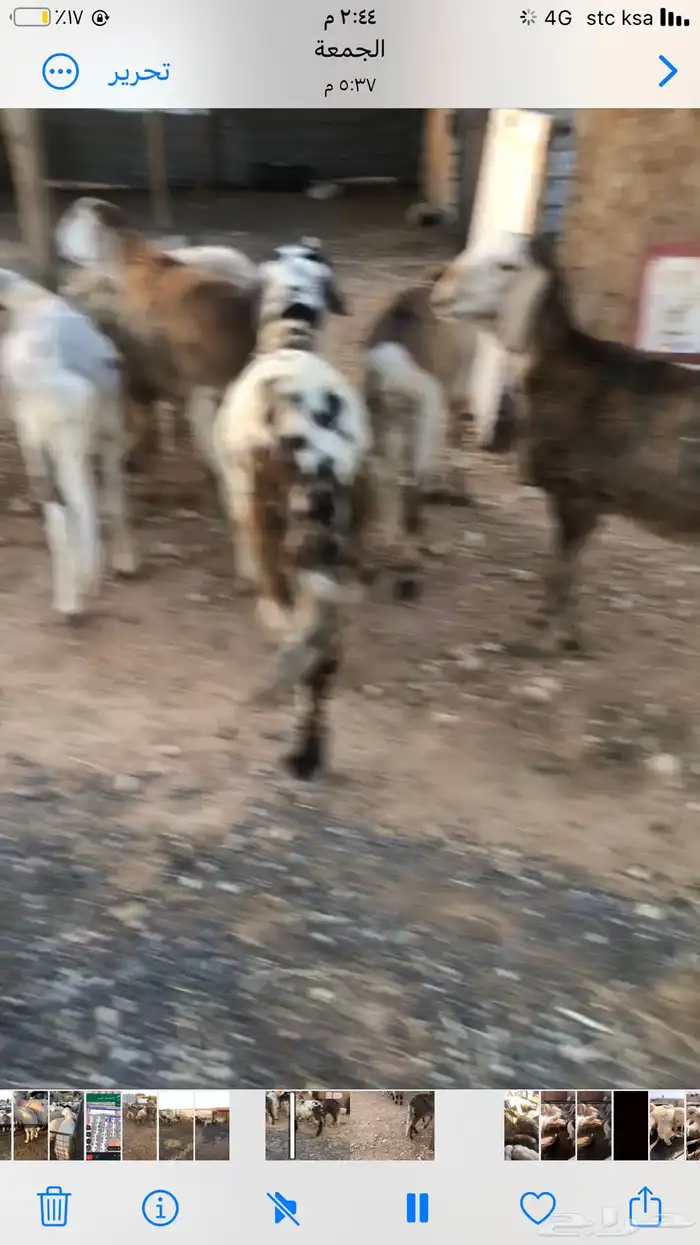 يوجد لدينا ذبايح حري نعيم سواكن 4