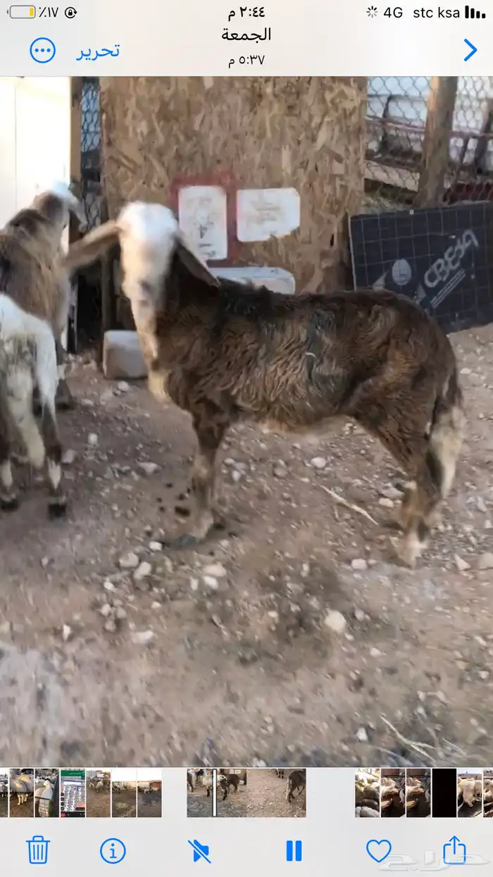 يوجد لدينا ذبايح حري نعيم سواكن 5
