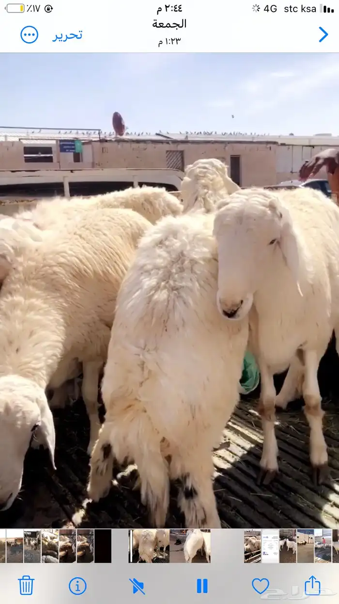 يوجد لدينا ذبايح حري نعيم سواكن 3
