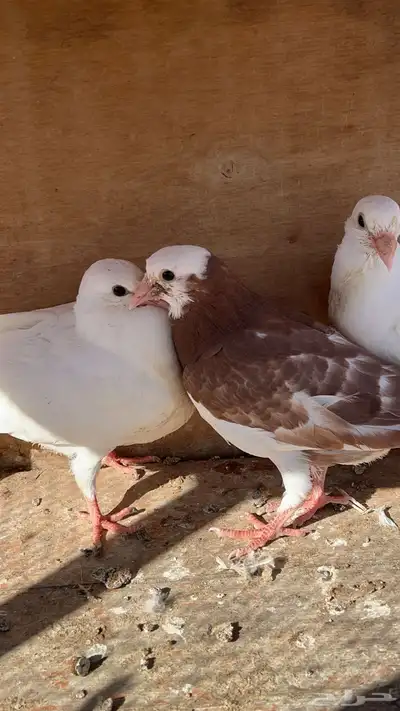 زغاليل فرنسي و هندي 13