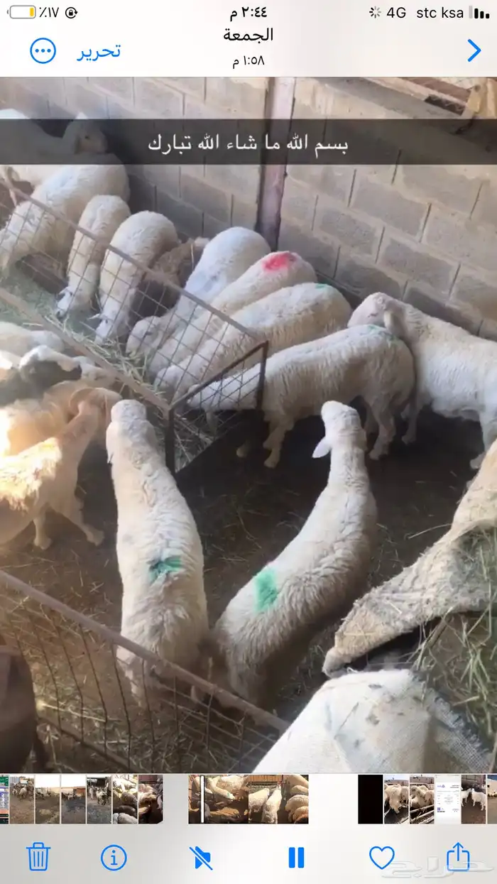 يوجد لدينا ذبايح حري نعيم سواكن 1
