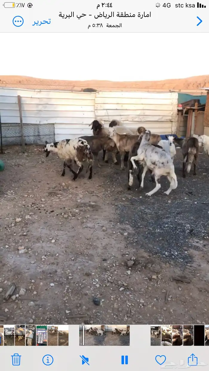 يوجد لدينا ذبايح حري نعيم سواكن 6