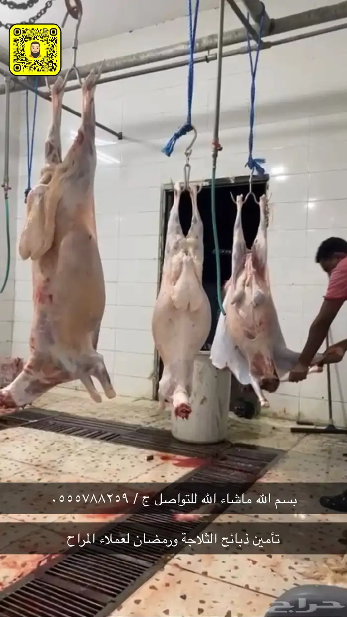 طليان ذبائح حريات 0