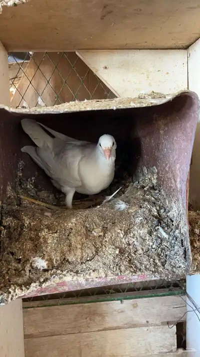 زغاليل فرنسي و هندي 9