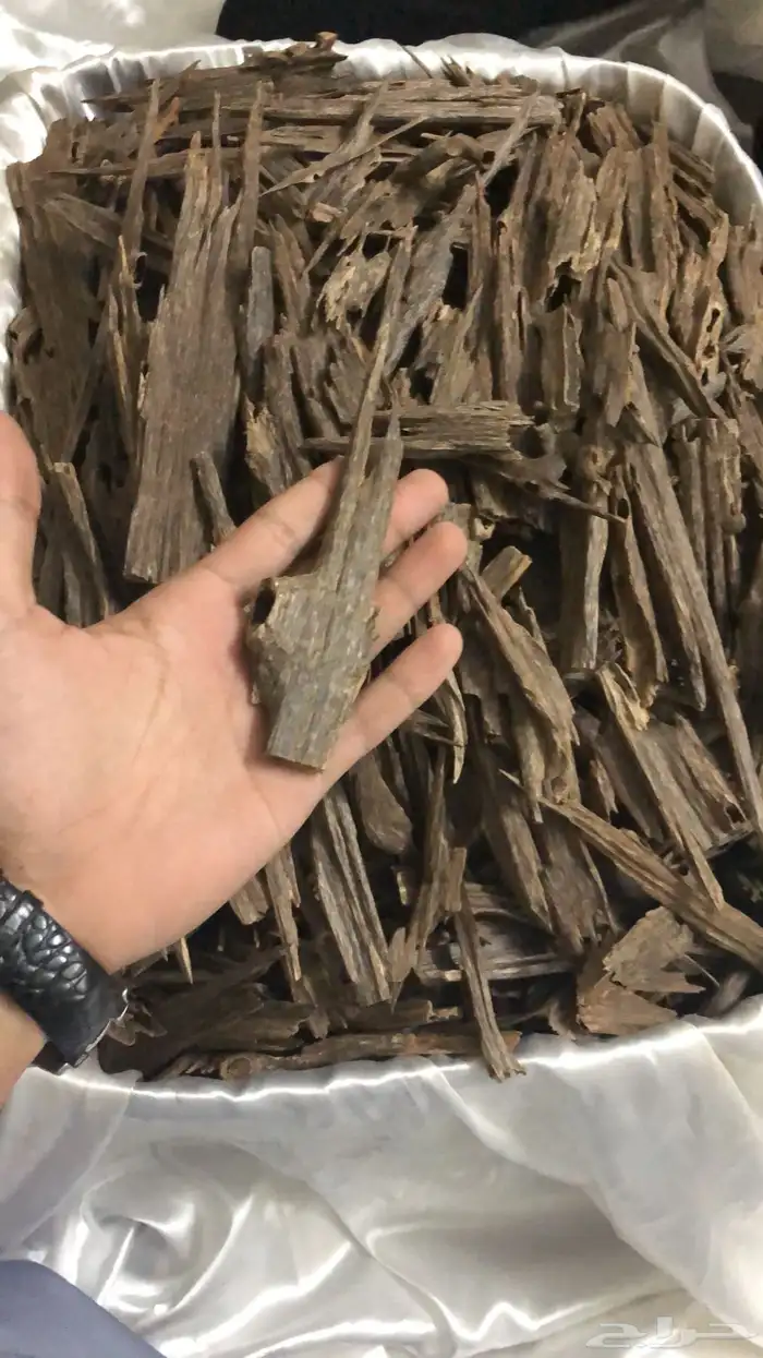 عود طبيعي و معمول ملكي 4