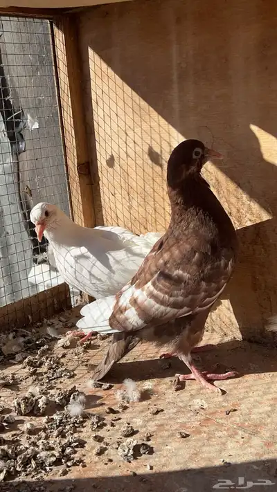 زغاليل فرنسي و هندي 14