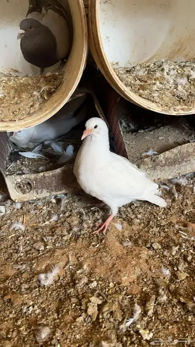 زغاليل فرنسي و هندي 6