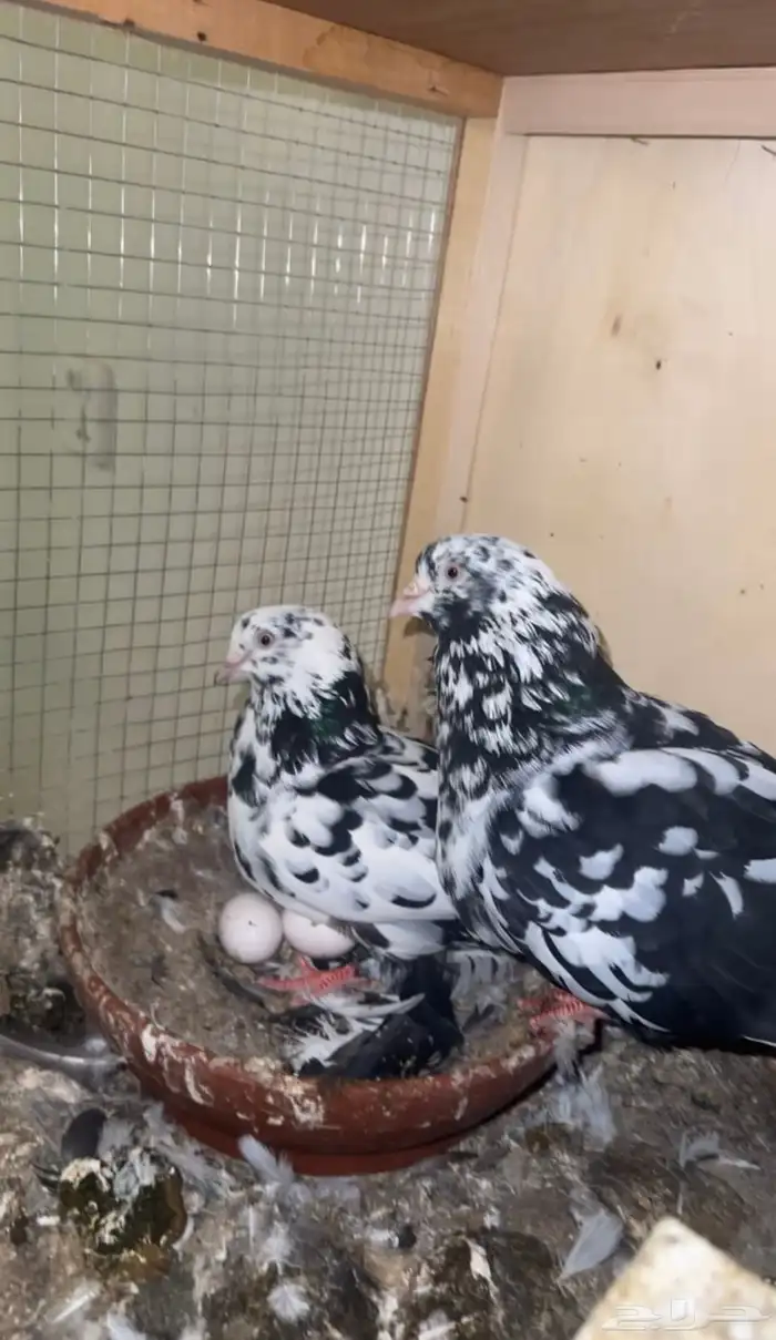 جوز قطايف خرش من الطيور القديمة 2
