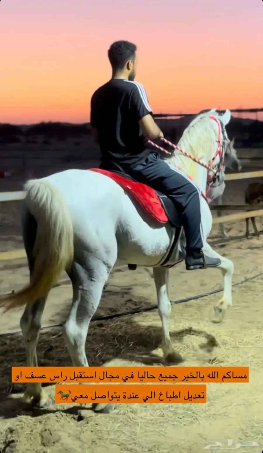 عسف وترويض خيل 0