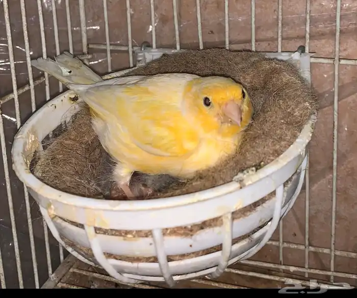 كناري مع فروخه 1