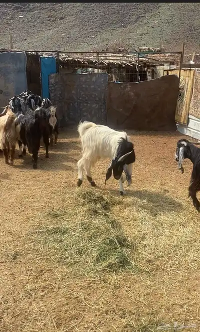 تيوس ذبايح 1