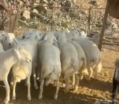 طليان حري وسواكني وتيوس مع الذبح والتوصيل 2